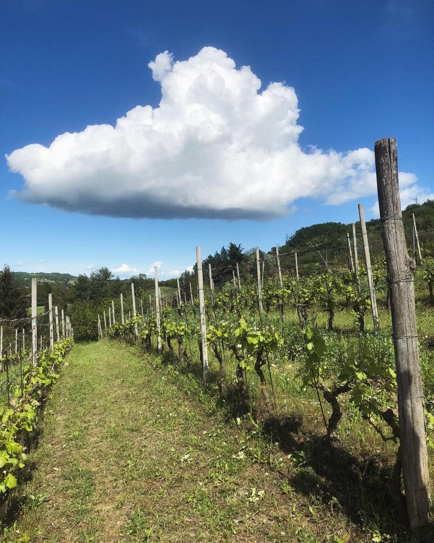 Agriturismo Poderi Zunino Ponti Dış mekan fotoğraf